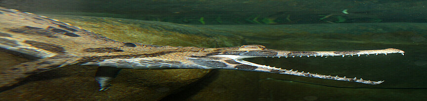 Sunda-Gavial schwimmt mit geöffnetem Maul durchs Wasser