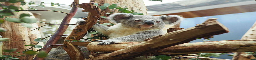 Koalaweibchen "Mandie" mit Jungtier "Bouddi" im Koala-Haus