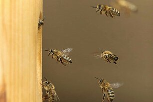 Mehrere Kärntner Bienen fliegen auf das Einflugloch ihrer Beute zu