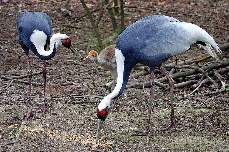White-naped cranes eating