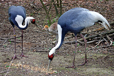 White-naped cranes eating