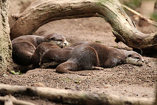 four Oriental small-clawed otter laying in the sand