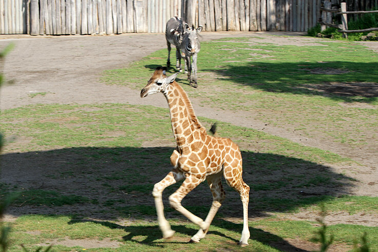 Kleiner Giraffenbulle Jabari im Sprint
