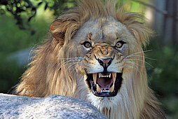 african lion roaring