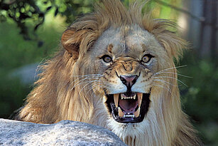 Afrikanischer Löwe beim Brüllen