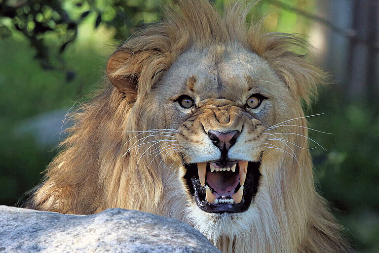 african lion roaring