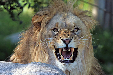 Afrikanischer Löwe beim Brüllen