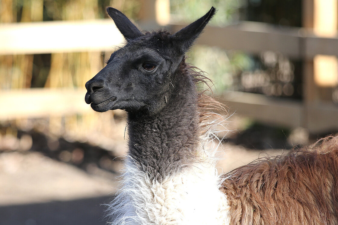 Llamas: Meet them at Zoo Leipzig!