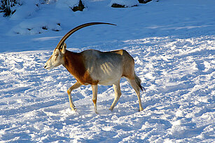 Säbelantilope läuft durch die schneebedeckte Außenanlage