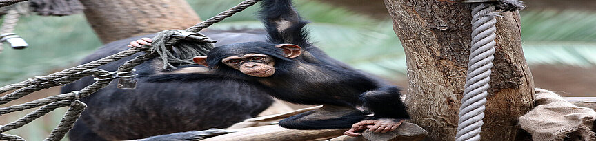  Schimpansen Jungtier hängt an einem Sei und schaut nach vorn