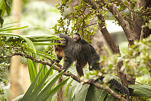 White-faced saki with her baby