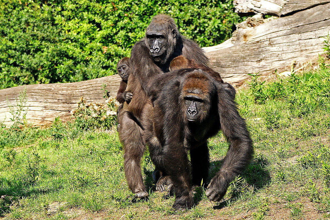 Zoo Safari für Tierpark 1x Kleiner Gorilla 40526 