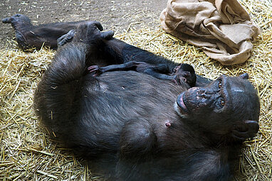 Schimpansenweibchen liegend mit Jungtier im Arm.