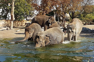 Drei Elefanten gehen baden, zwei Tiere stehen dahinter.
