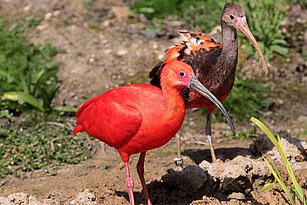 Scarlet ibis 