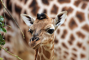Baringo giraffe head