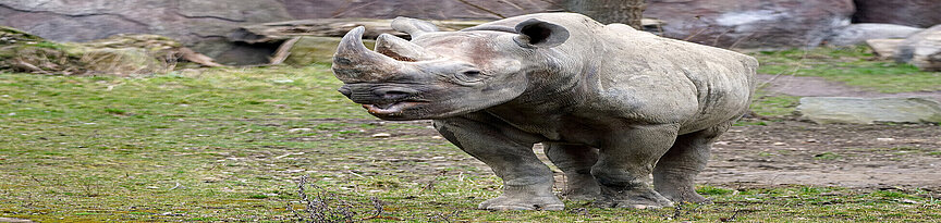 Eastern black rhinoceros 