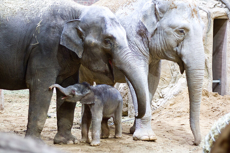Zwei Elefantenkühe mit Jungtier in der Mitte.