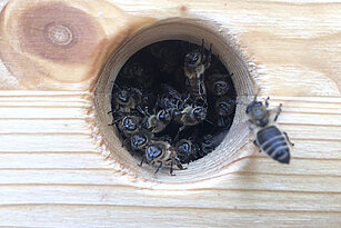 Mehrere Kärntner Bienen sind hinter dem Einflugloch im Inneren der Beute zu sehen, eine fliegt gerade darauf zu