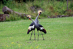 African crowned crane couple