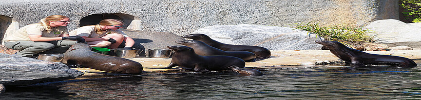 Zwei Pflegerinnen füttern 5 Seelöwen am Beckenrand.