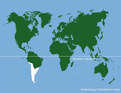 Verbreitungskarte Chile-Spitzschwanzente