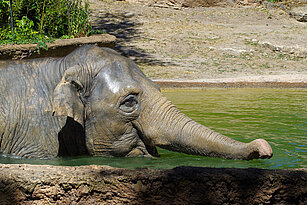 Asiatischer_Elefant im Wasser