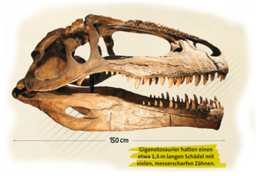 Schädel Giganotosaurus