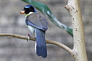 Blue crowned laughingthrush eating