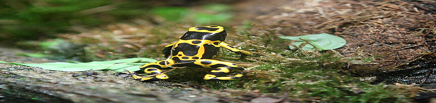 Yellow banded poisen dart frog 