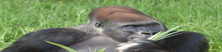 Westlicher_Flachlandgorillla frisst Gras