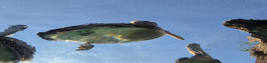 Meerespelikane beim Schwimmen