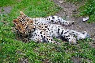 two young amur leopard