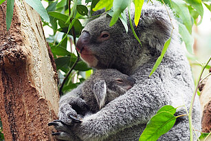 Koalaweibchen mit Jungtier im Arm.