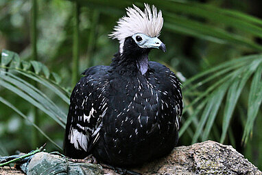 Blue throated piping-guan 