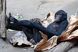 Bonobo liegt auf Papierkartons