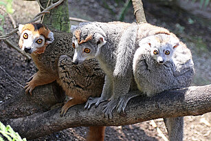 two Crowned lemurs 