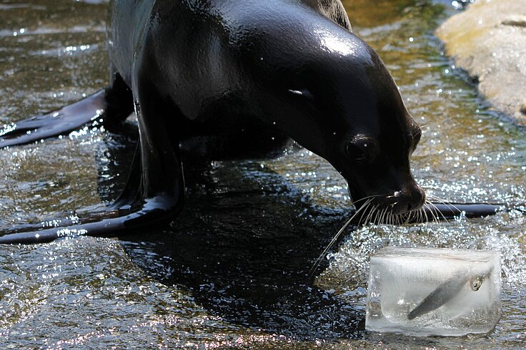 Seelöwe mit großem Eiswürfel mit Fisch