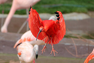 Scarlet ibis and flamingos