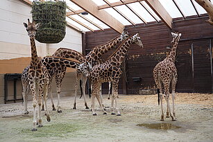Fünf Giraffen im Stall.