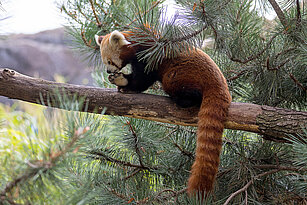 Nepalesischer Roter Panda sitzt auf dem Baum und putzt seine Pfote