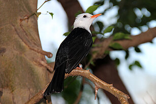 Rotschnabel-Fluchtvogel seitlich von hinten steht auf einem Zweig, links davon ein dicker Baumstamm