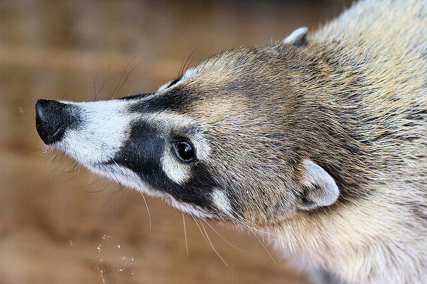 White-nosed coati portrait