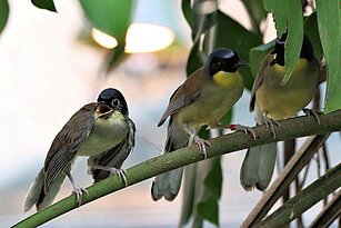 Two Blue crowned laughingthrush and their baby