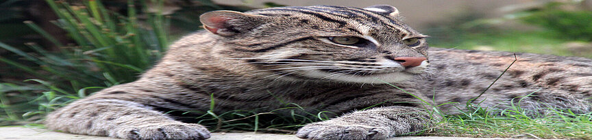 Fischkatze im GondwanalandTitel