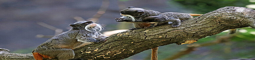 Ein Kasierschnurrbarttamarin sitzt mit zwei Jungtieren auf einem starken Ast. Sie schauen einander an.