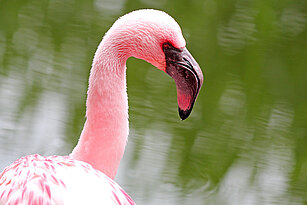 Lesser flamingo side view