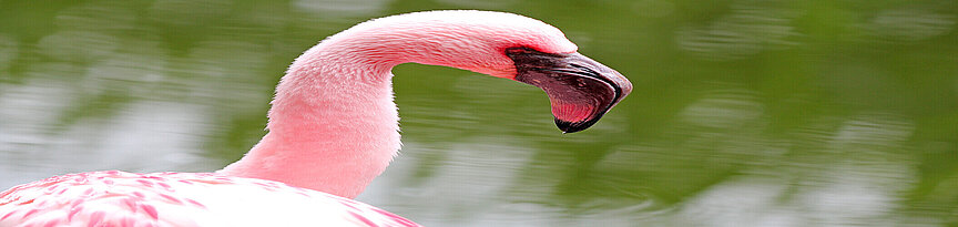 Lesser flamingo side view