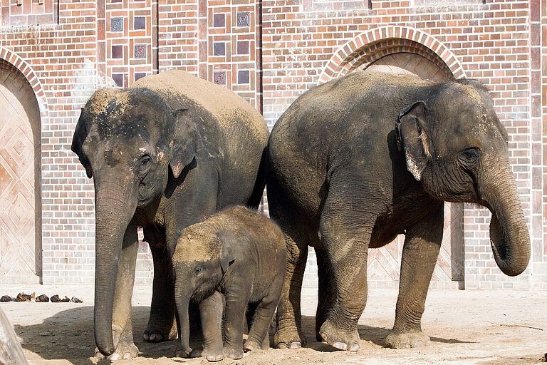 Elefantenbulle Kiran mit Mutter Rani und Tante Thuza