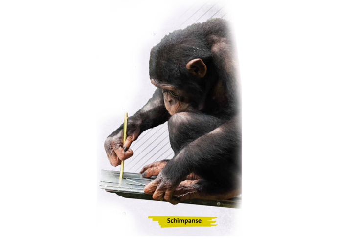 Schimpanse benutzt ein Werkzeug